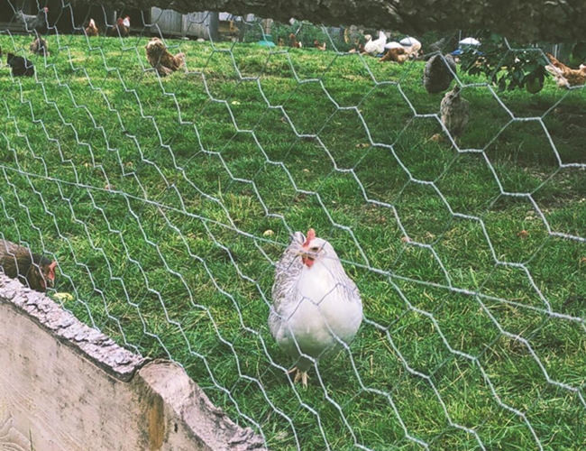 Furo sextavado galvanizado mergulhado quente do calibre 25mm de Mesh Fence 22 da galinha 1
