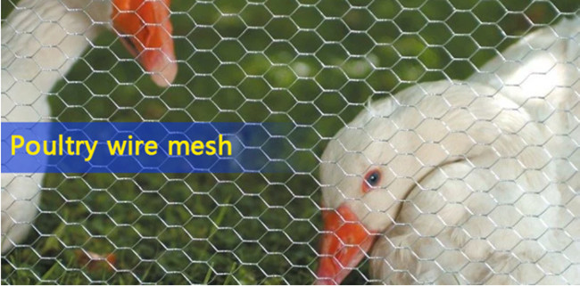 3ft×150ft 19 polegada Mesh Poultry Netting de Yardgard 2 do fio de galinha do calibre 1