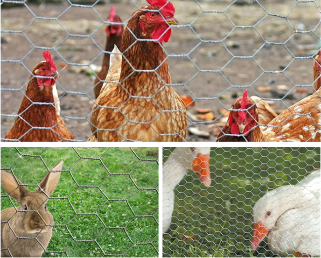 18 rede revestida das aves domésticas do vinil de Mesh Fence 50m da galinha do calibre 2m 1