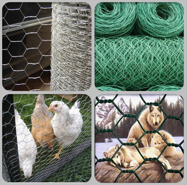 fio de galinha revestido do vinil preto verde de 25mm que cerca 1in rede das aves domésticas de 20 calibres 1
