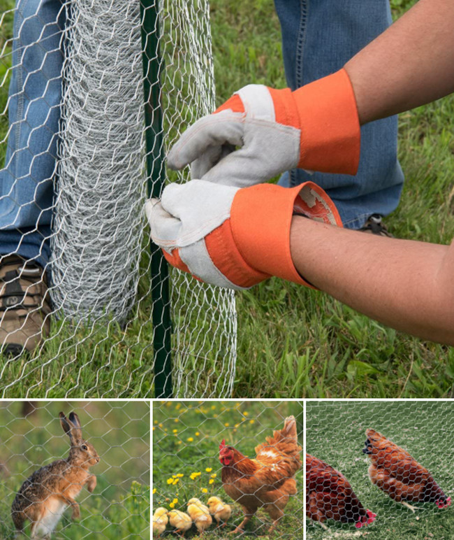 Galinha galvanizada Mesh Fence da exploração agrícola Bwg27, rede sextavada das aves domésticas 0