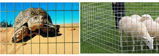 o fio revestido pó Mesh Panels da gaiola do metal de 50×50×2.5mm 2.2m galvanizou de aço 2